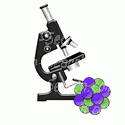 Microscopic Atom