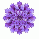 Purple Abstract Design