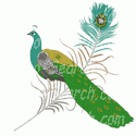 Peacock with a Feather