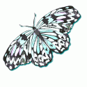 Aqua Butterfly