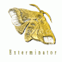 Gold Moth
