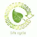 Life Cycle Leaf