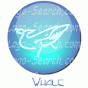 Whale Under Water