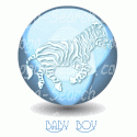 Baby Boy Zebra