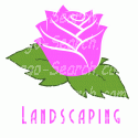 Pink Rose for Landscaping