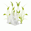 Rabbit in Tall Grass