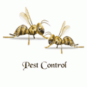Wasp and Pest Control
