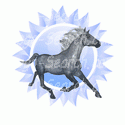 Blue Horse Design